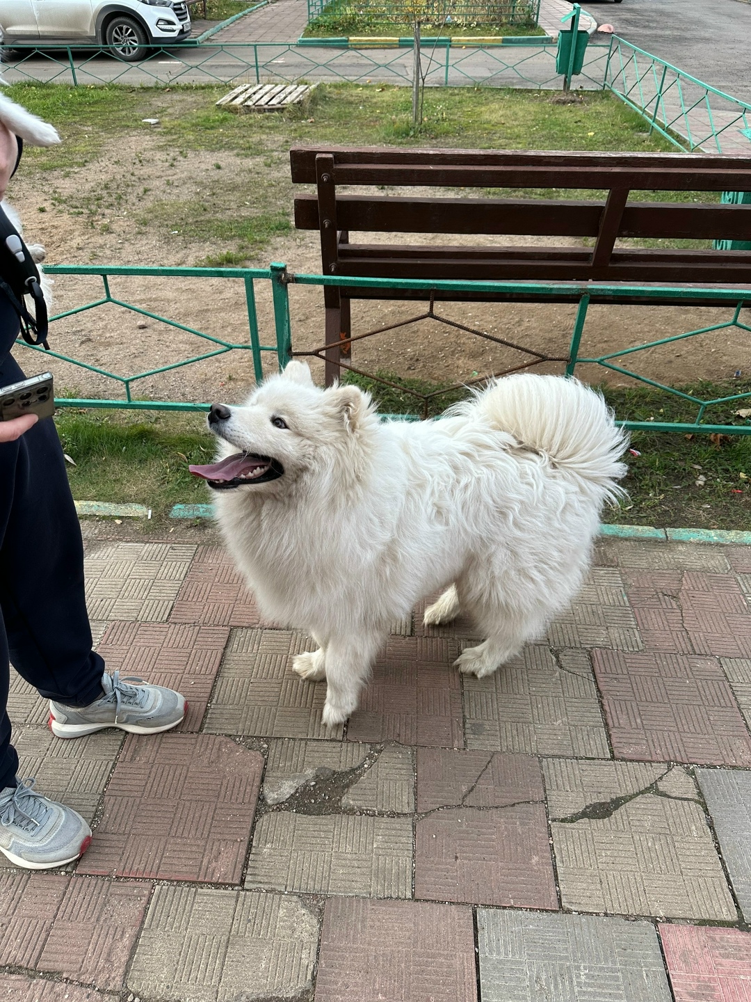 Найдена собака в Лобне — фото объявления