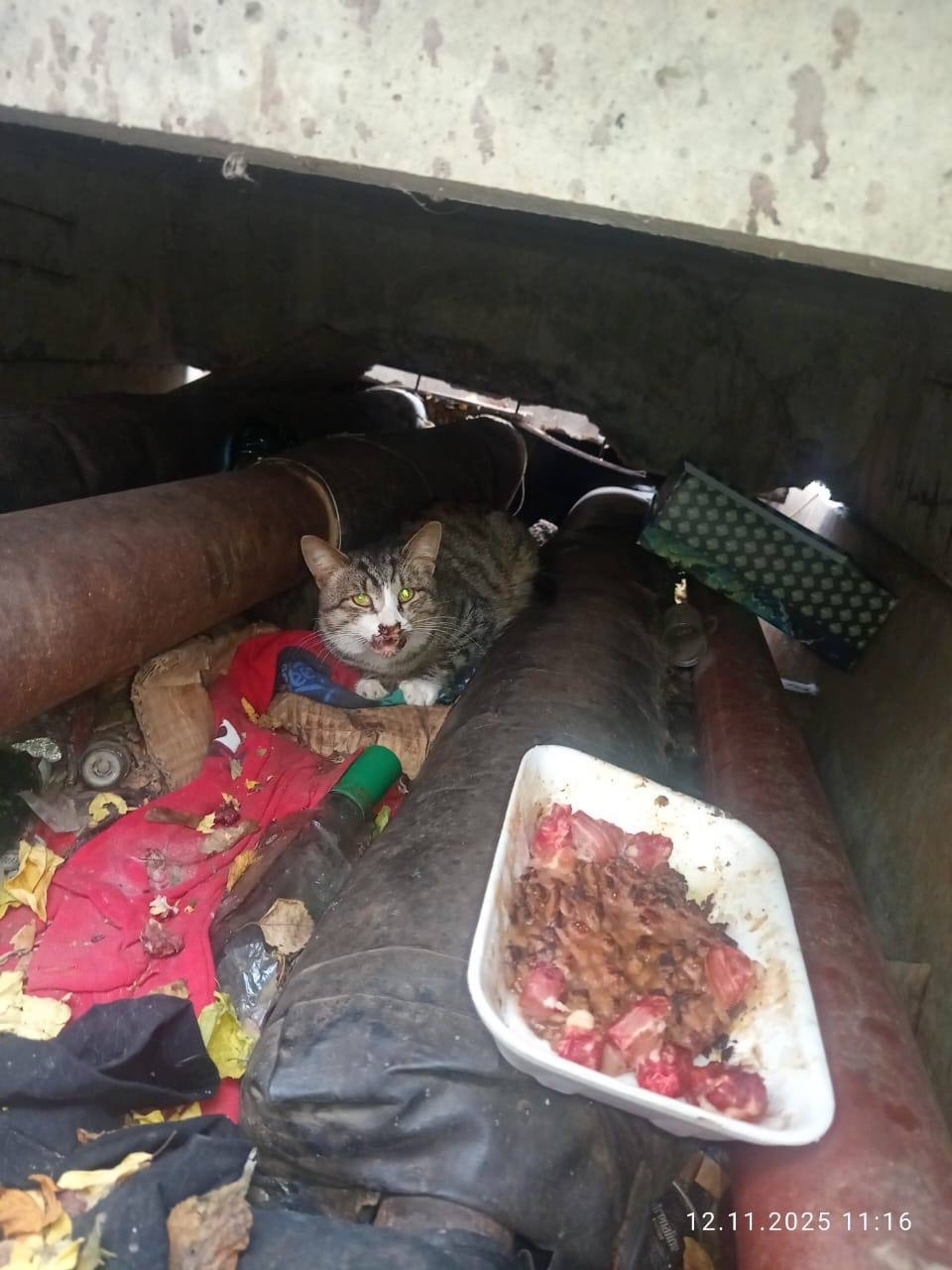 Найдена кошка в Лобне — фото объявления