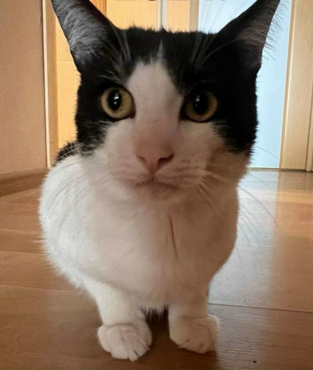 Пропала кошка в Лобне — фото объявления