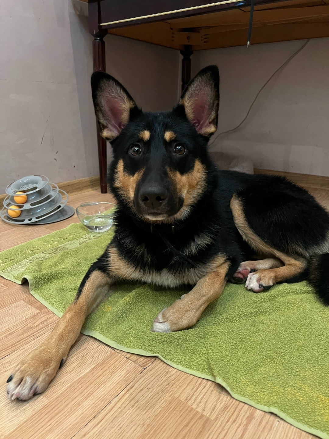 Найдена собака в Лобне — фото объявления