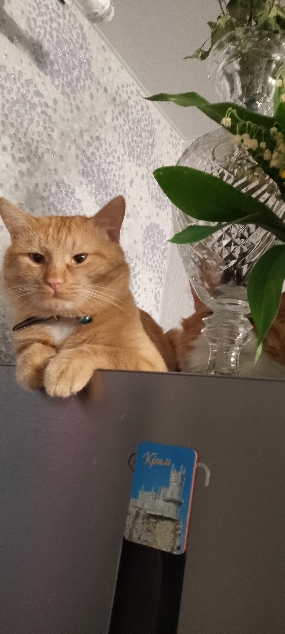 Пропала кошка в Лобне — фото объявления