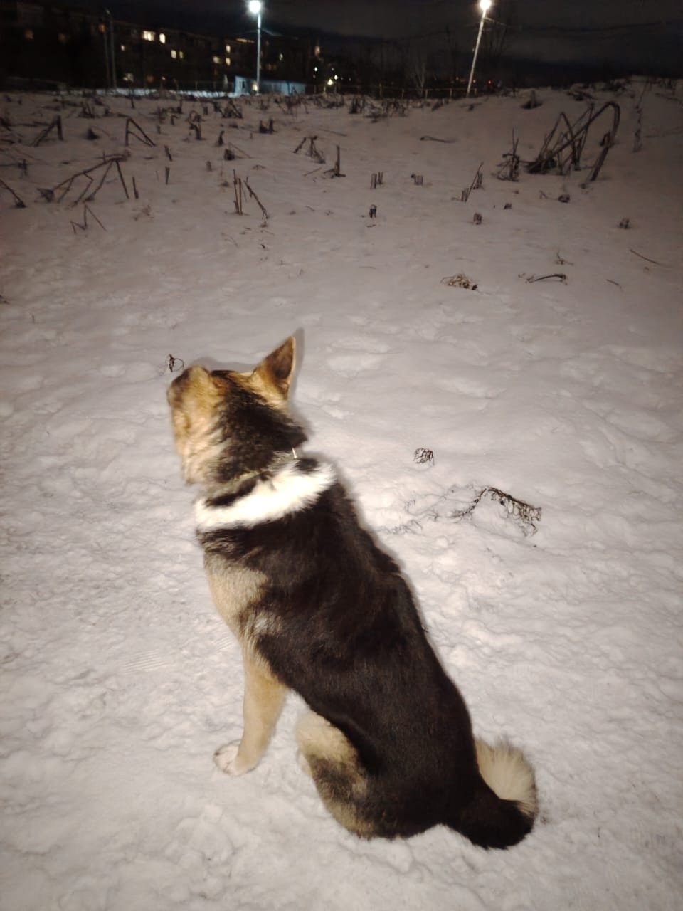 Пропала собака в Лобне — фото объявления