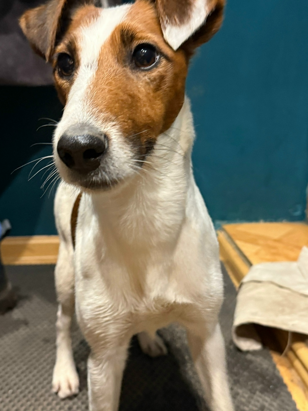 Пропала собака в Лобне — фото объявления