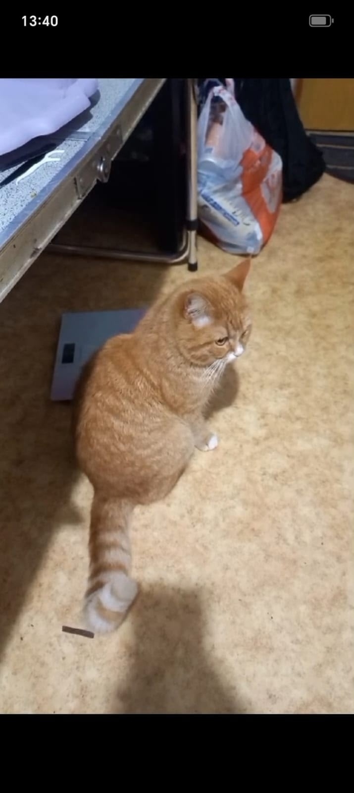 Пропала кошка в Лобне — фото объявления