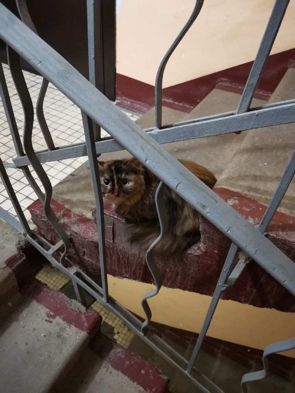 Найдена кошка в Лобне — фото объявления