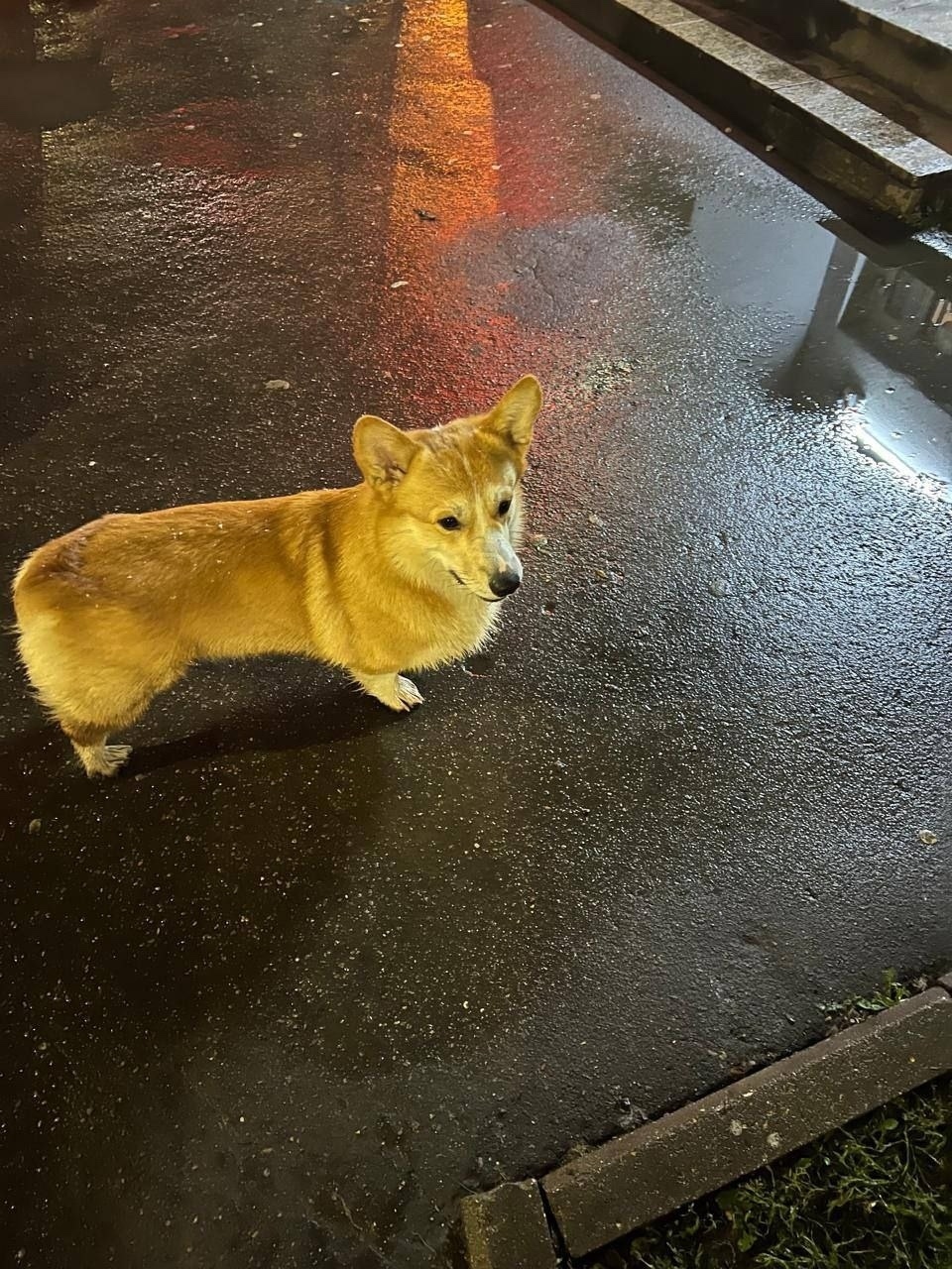 Найдена собака в Лобне — фото объявления