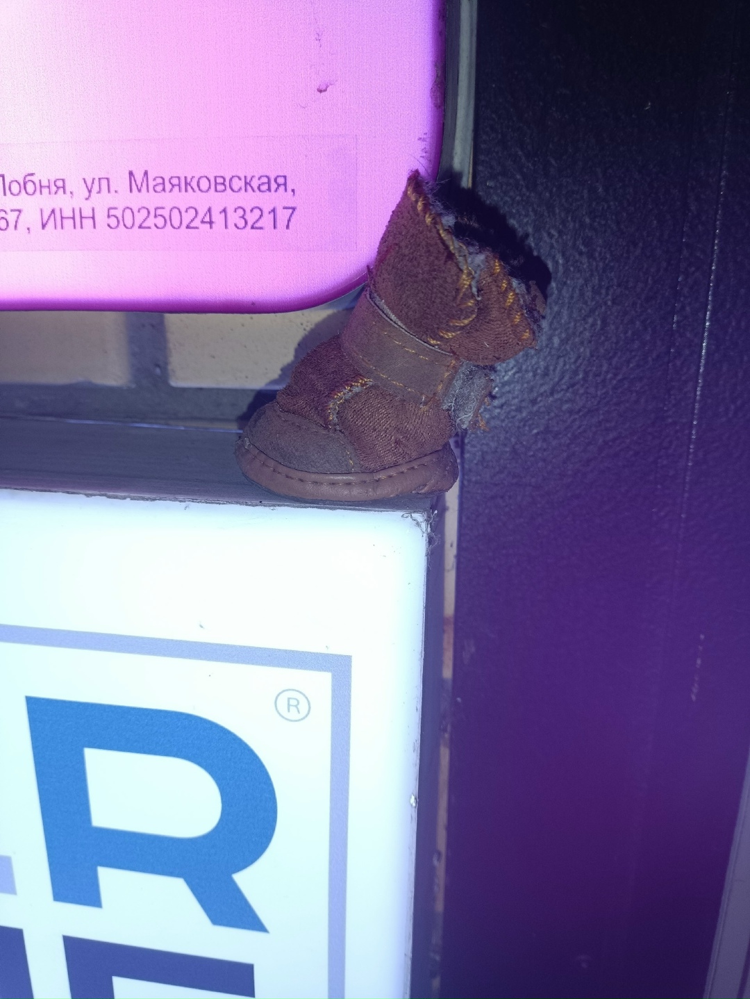 Пропала собака в Лобне — фото объявления