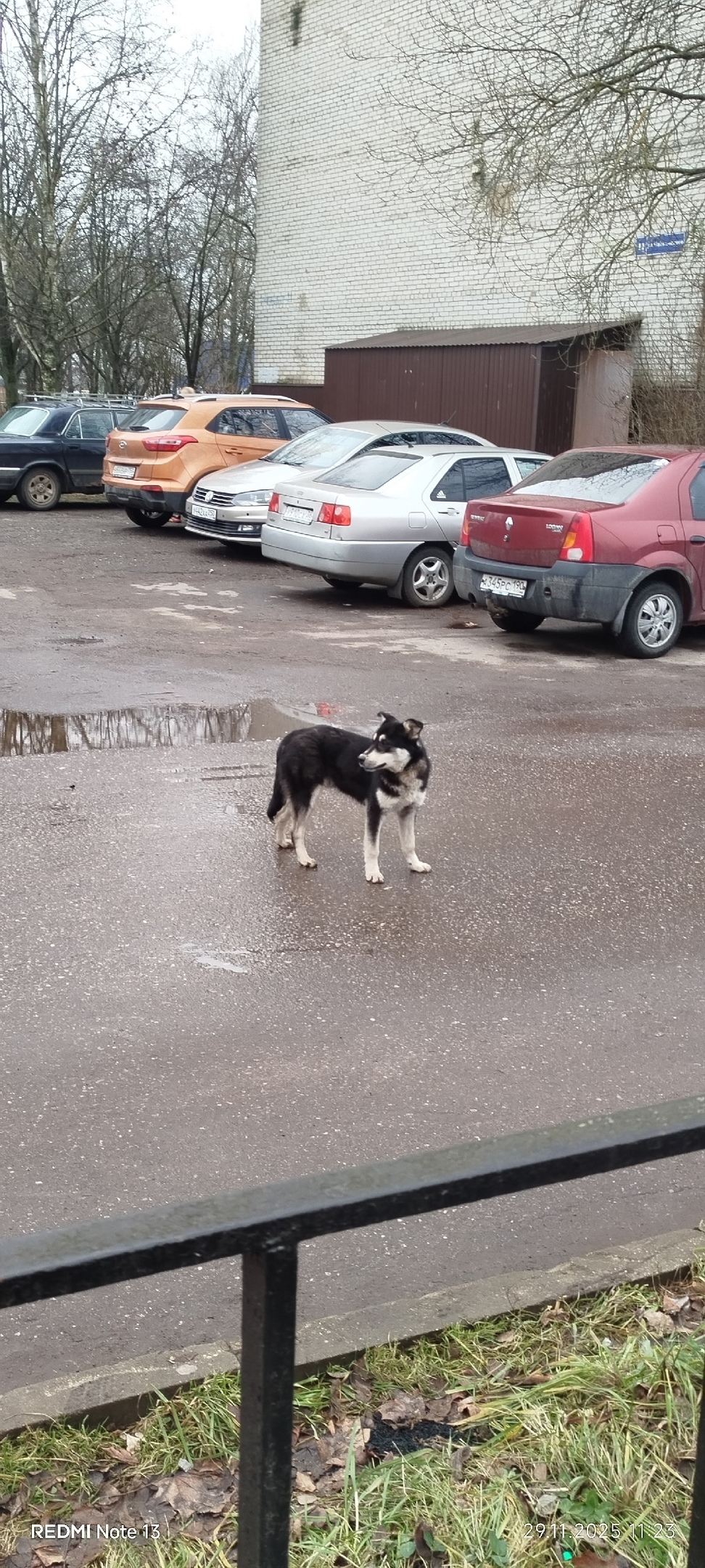 Найдена собака в Лобне — фото объявления