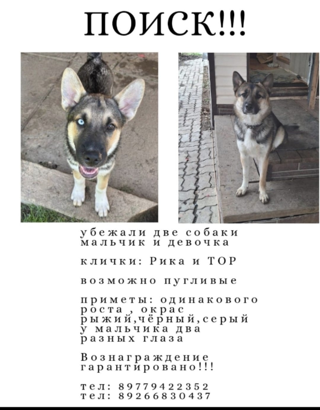 Пропала собака в Лобне — фото объявления