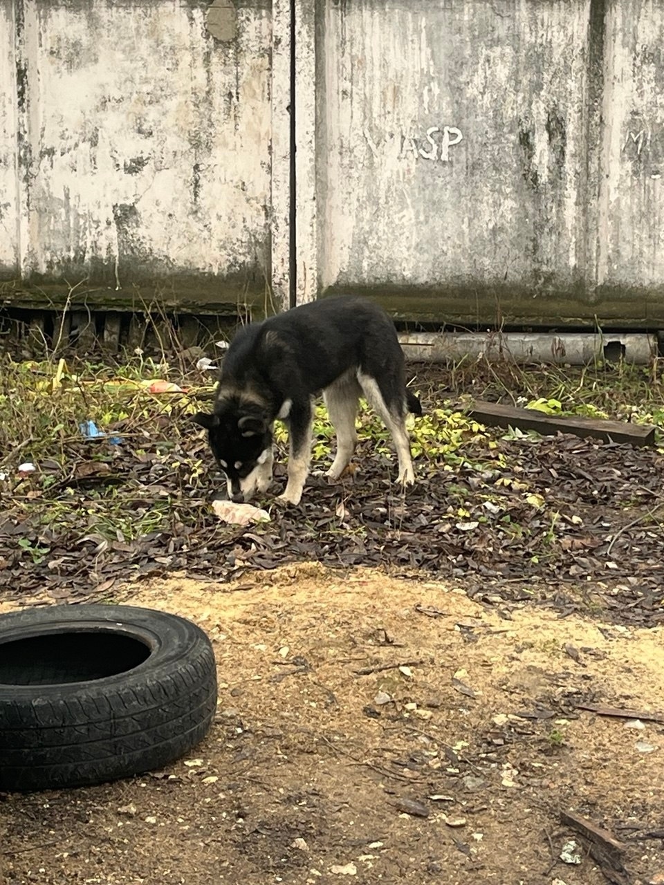 Пропала собака в Лобне — фото объявления