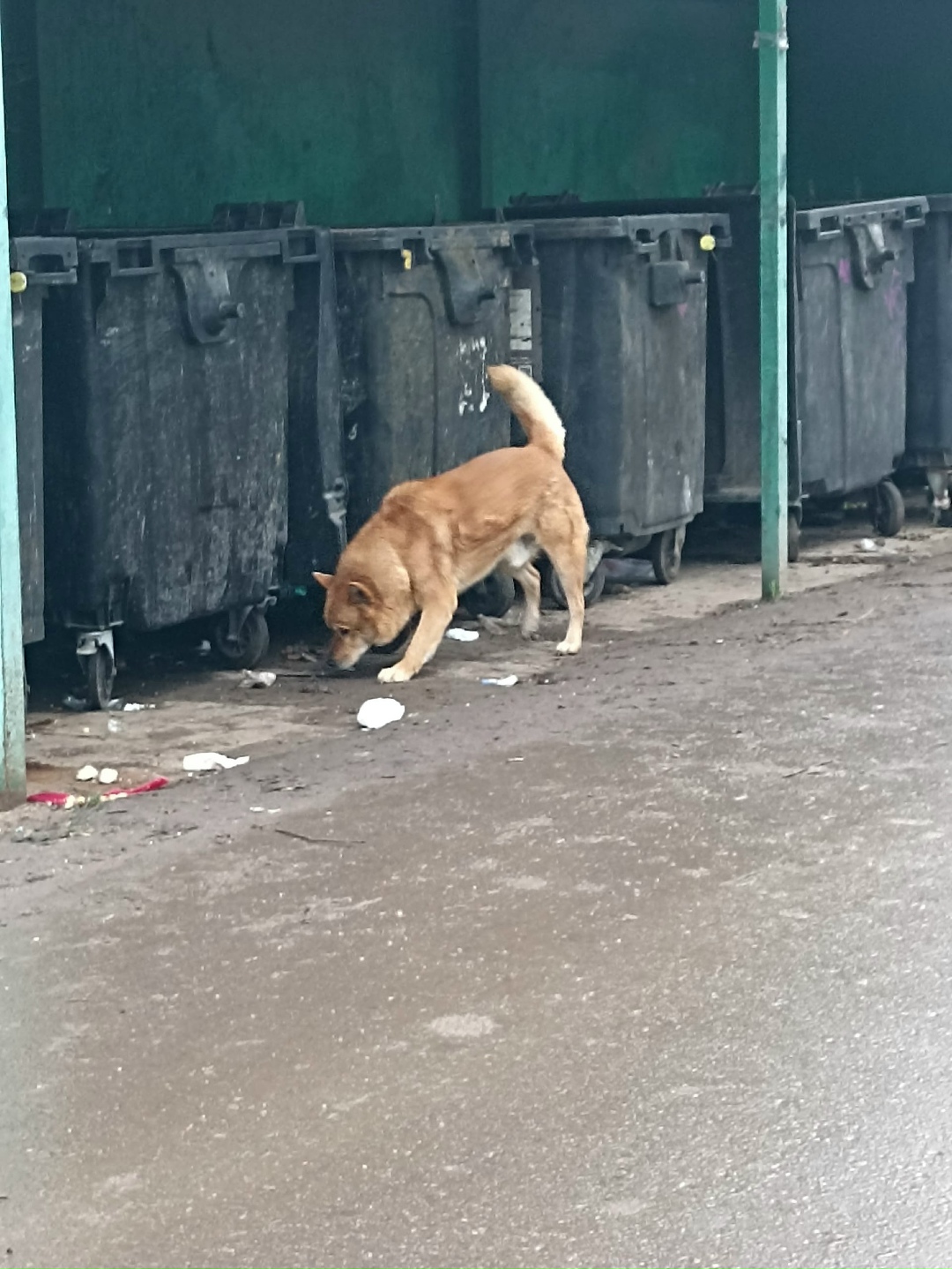 Пропала собака в Лобне — фото объявления