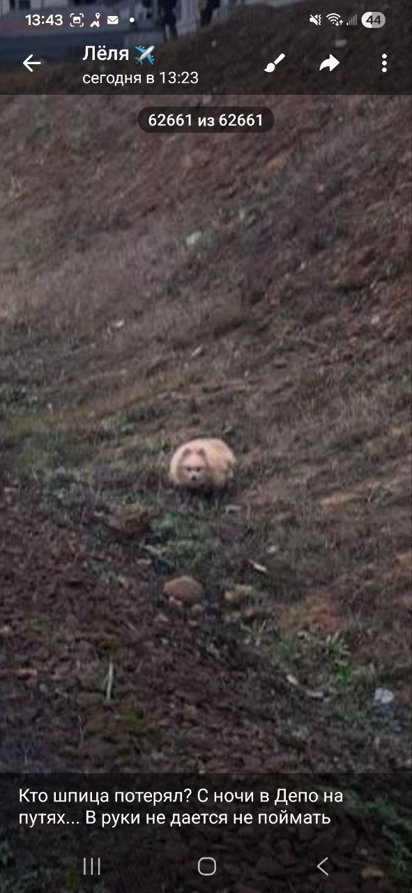 Найдена собака в Лобне — фото объявления