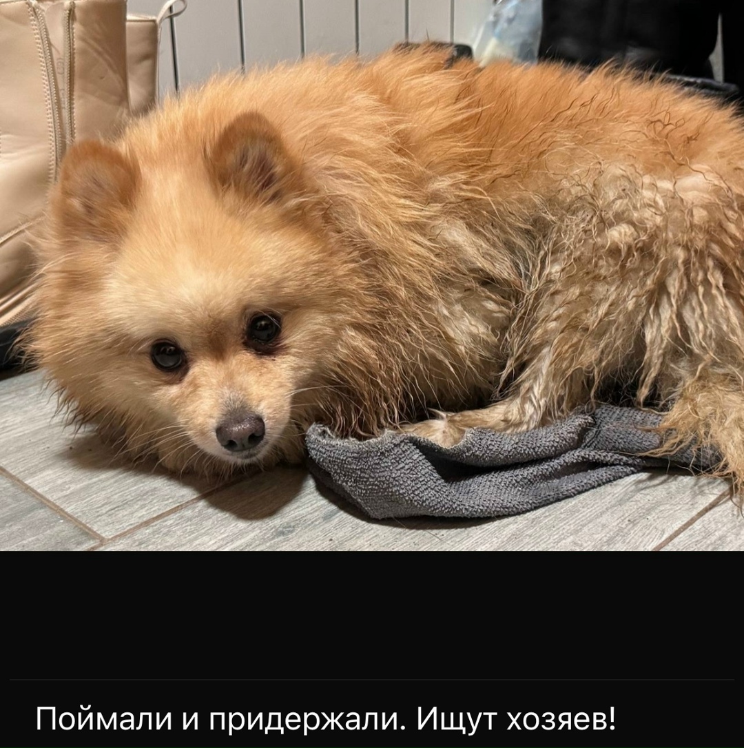 Найдена собака в Лобне — фото объявления