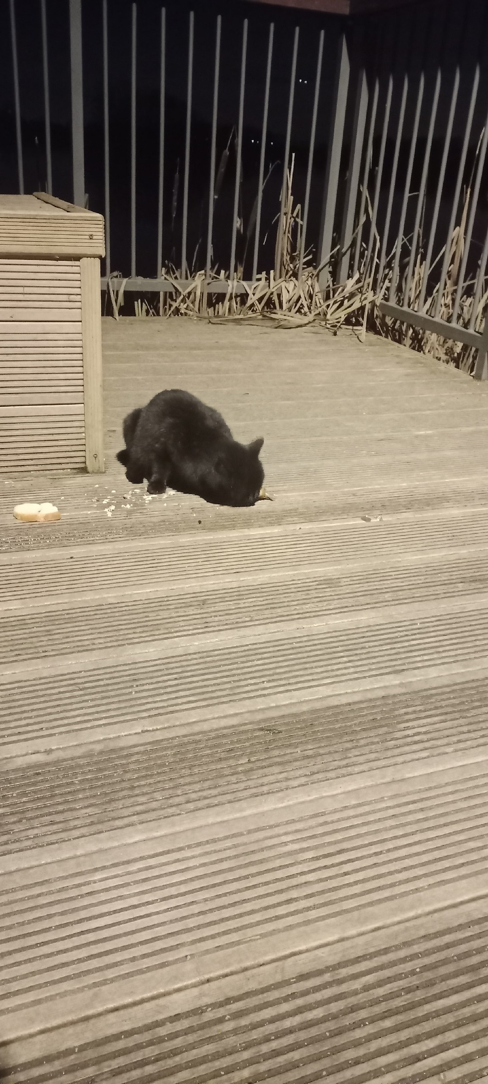 Пропала кошка в Лобне — фото объявления