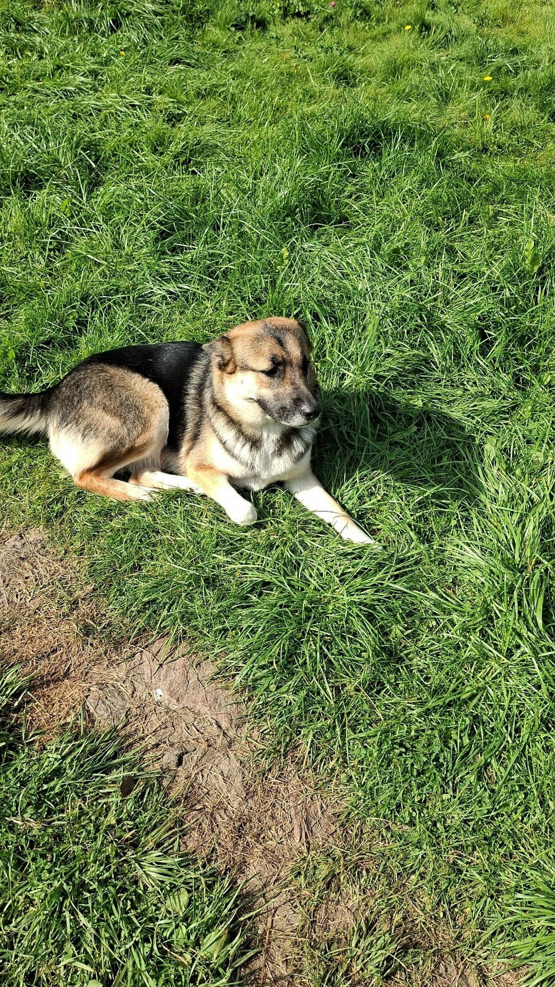 Пропала собака в Лобне — фото объявления