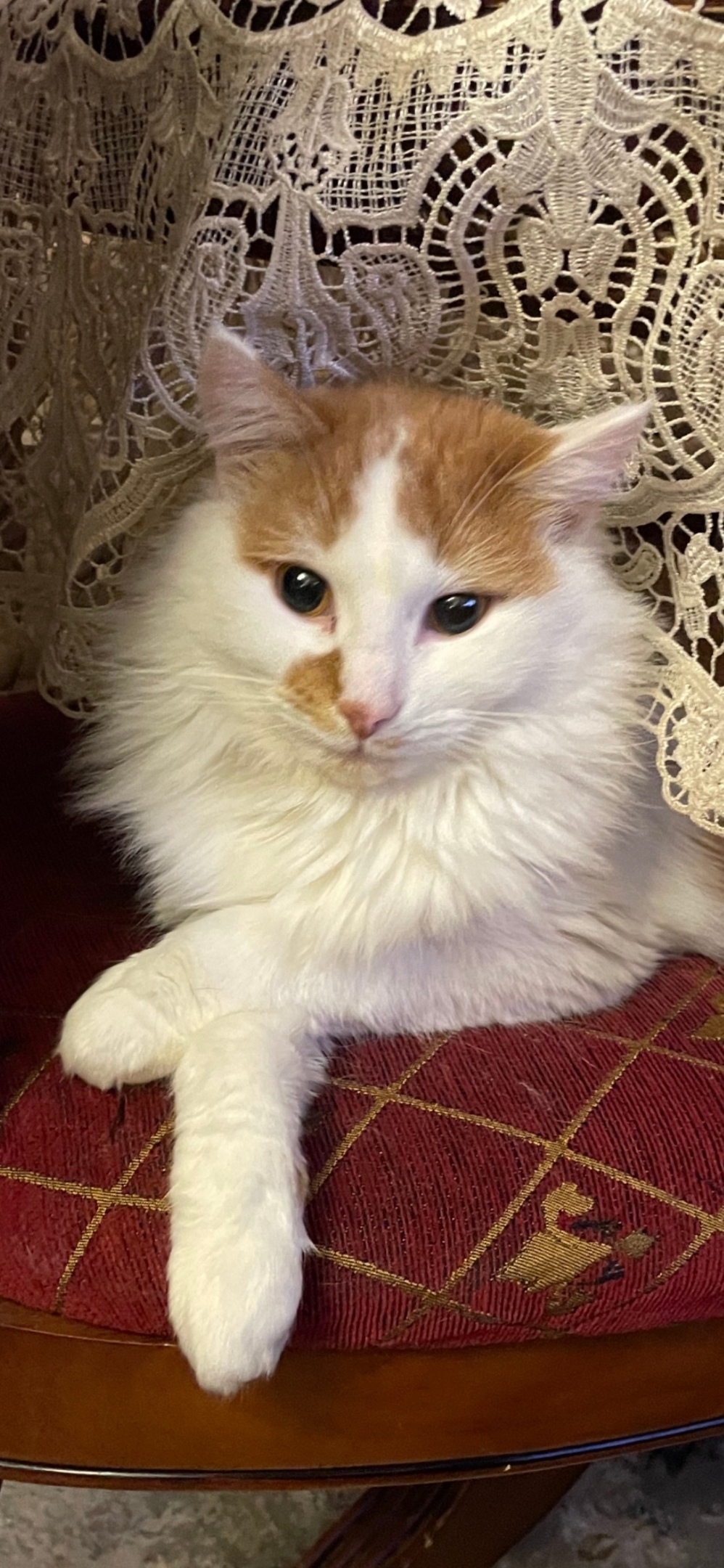 Пропала кошка в Лобне — фото объявления