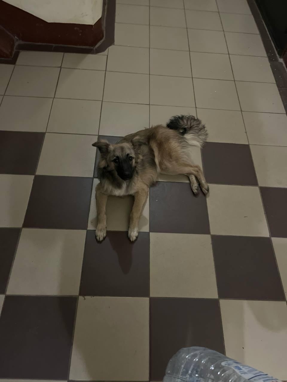 Найдена собака в Лобне — фото объявления