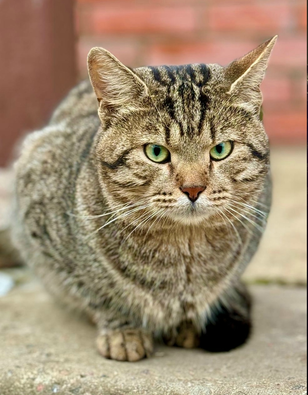 Пропала кошка в Лобне — фото объявления