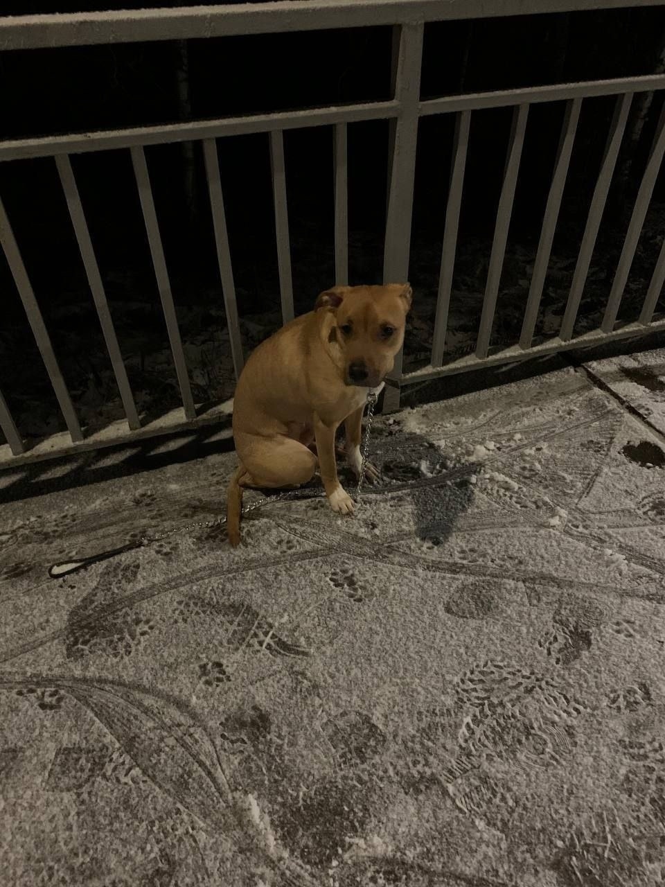 Найдена собака в Лобне — фото объявления