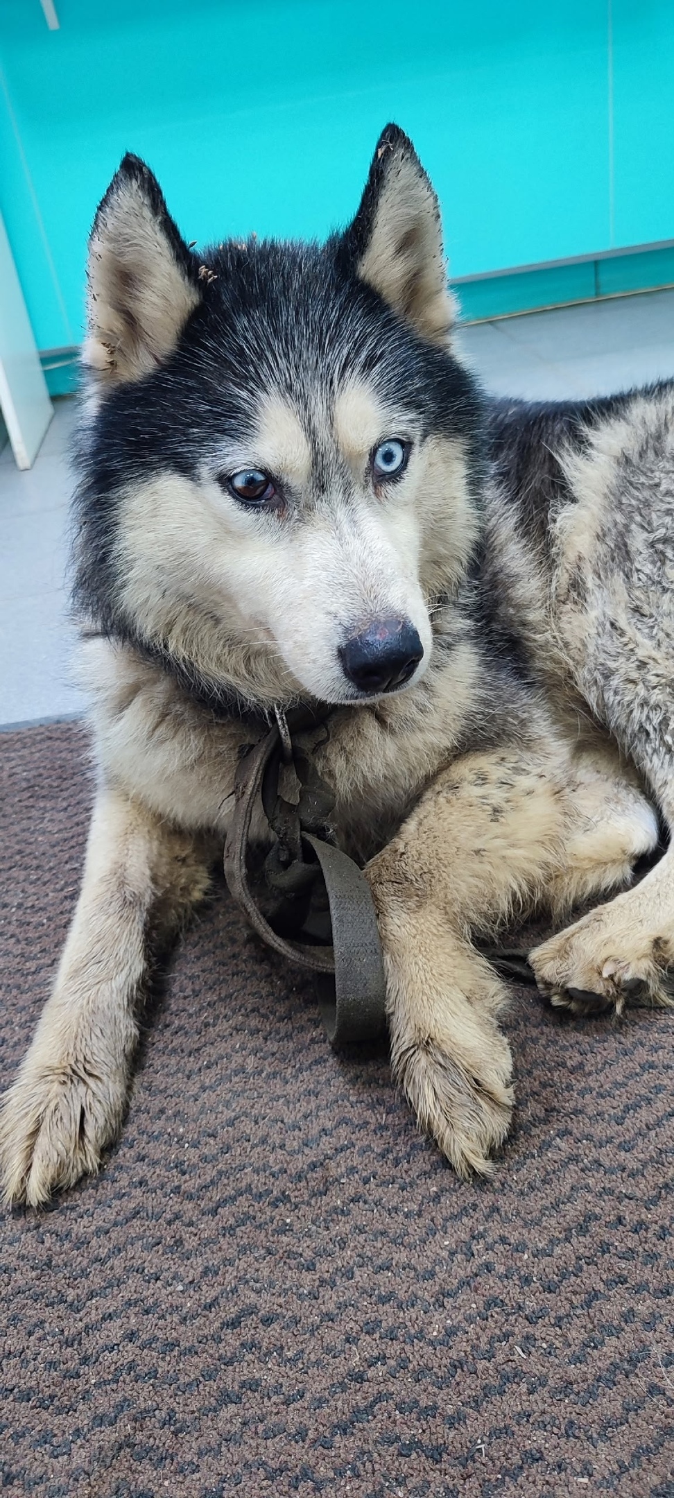 Найдена собака в Лобне — фото объявления