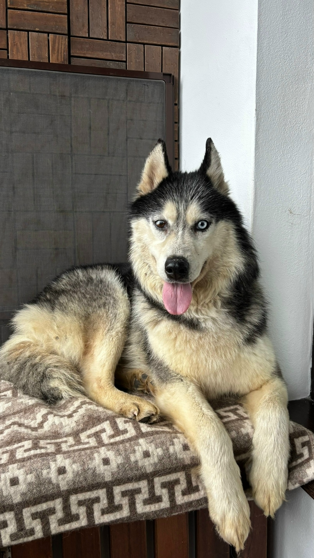 Найдена собака в Лобне — фото объявления