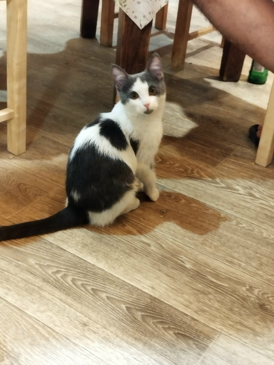 Найдена кошка в Лобне — фото объявления