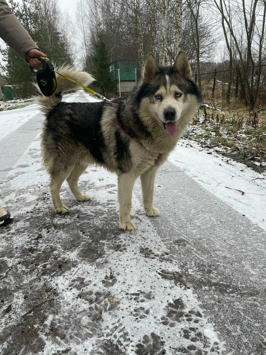 Найдена собака в Лобне — фото объявления
