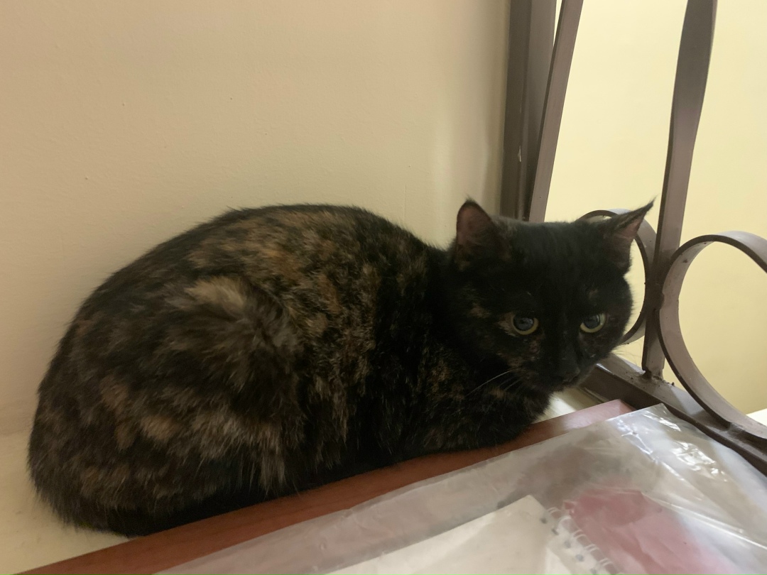 Найдена кошка в Лобне — фото объявления