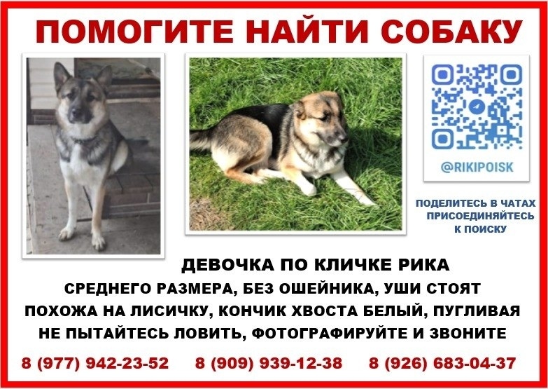Пропала собака в Лобне — фото объявления