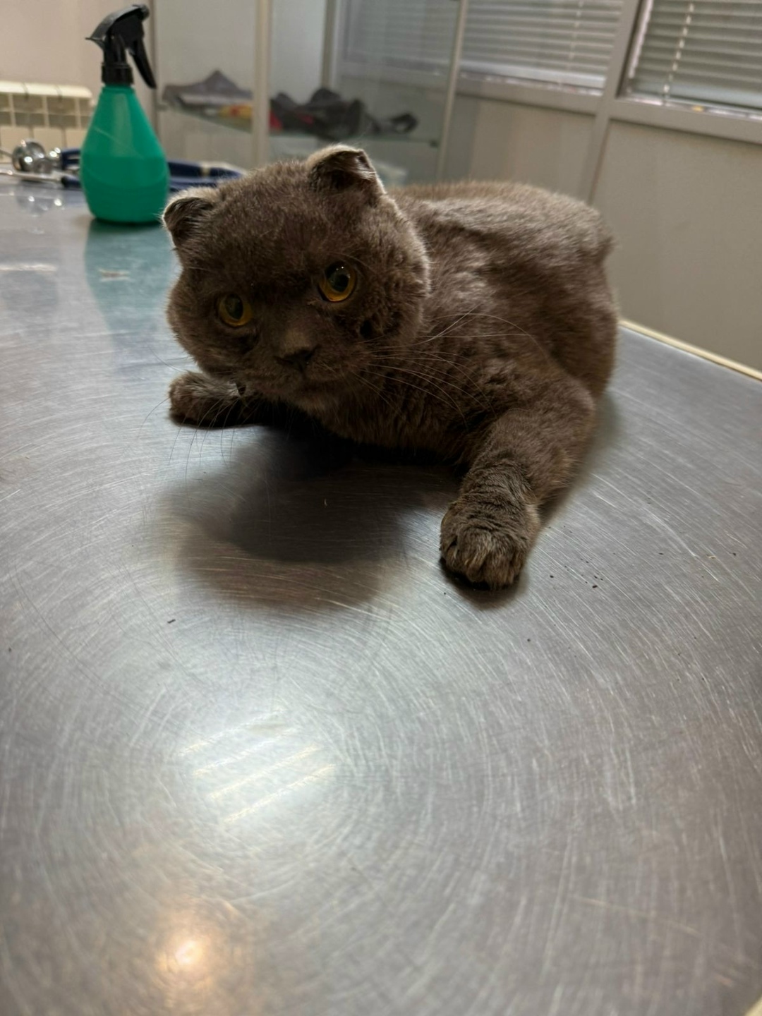 Найдена кошка в Лобне — фото объявления