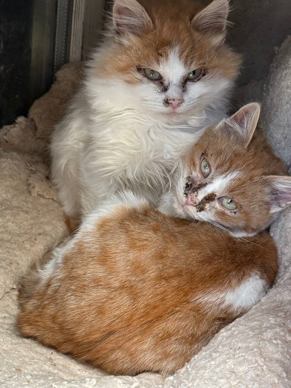 Найдена кошка в Лобне — фото объявления