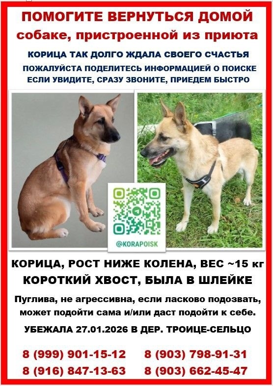 Пропала собака в Лобне — фото объявления