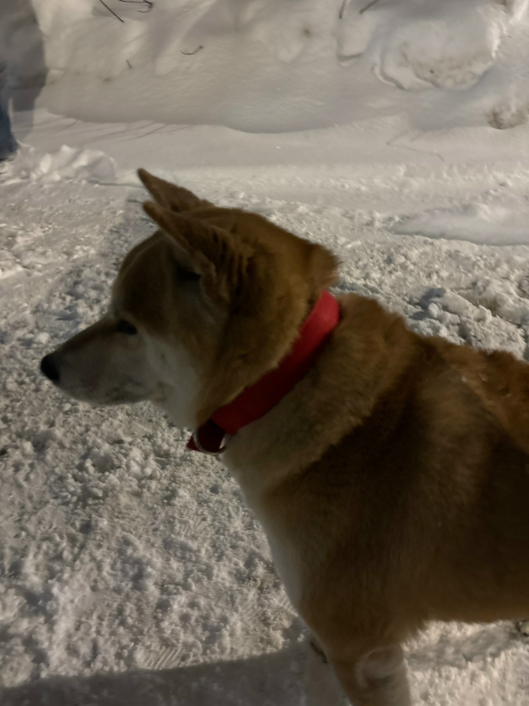 Найдена собака в Лобне — фото объявления