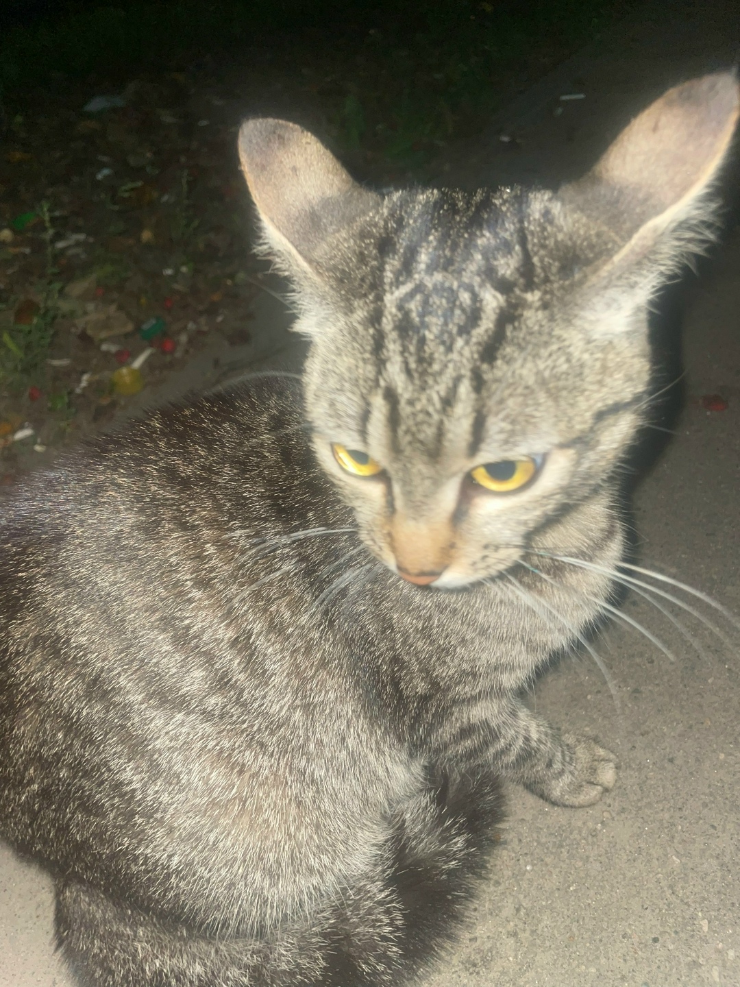 Найдена кошка в Лобне — фото объявления