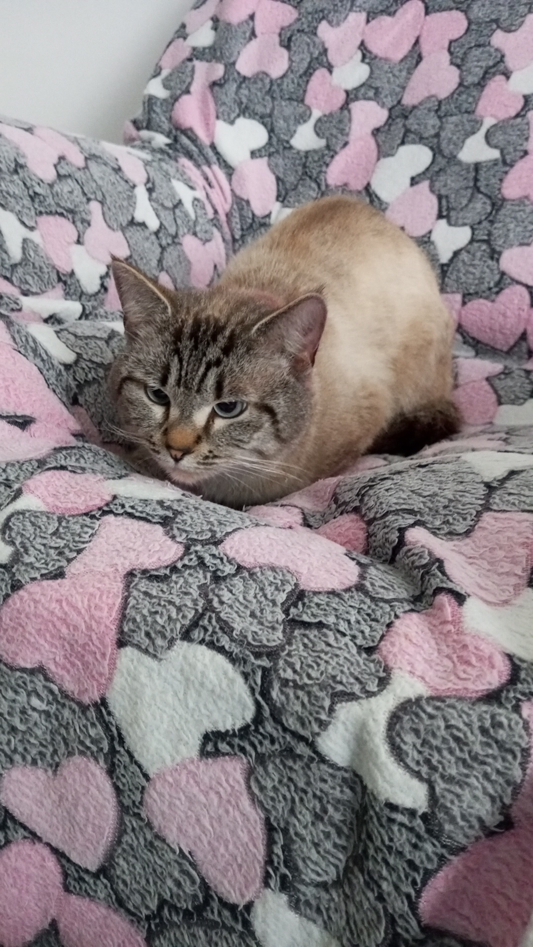 Найдена кошка в Лобне — фото объявления