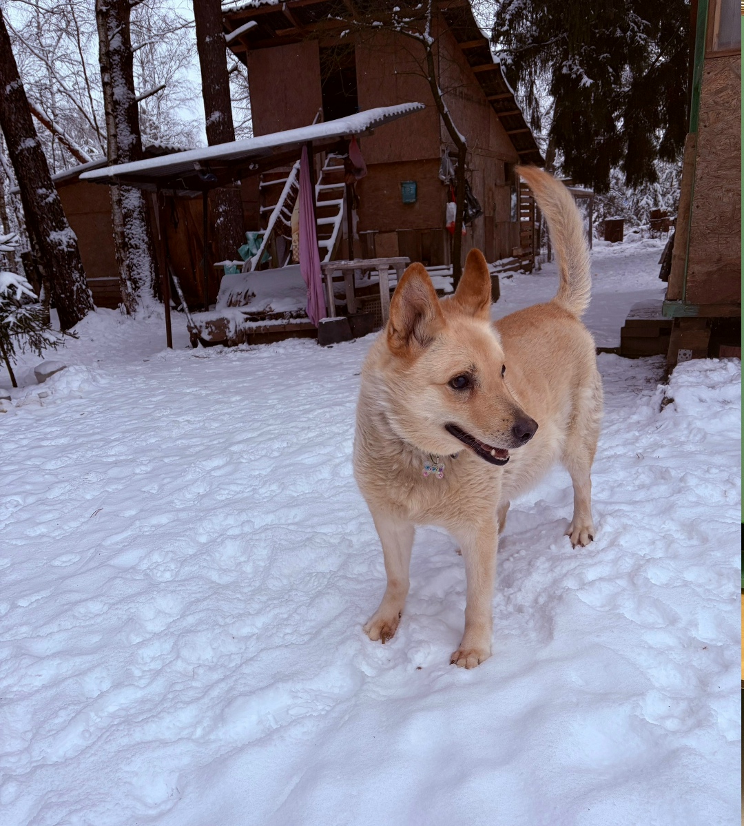 Найдена собака в Лобне — фото объявления