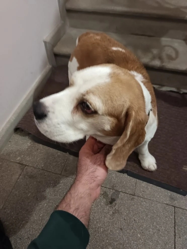 Найдена собака в Лобне — фото объявления