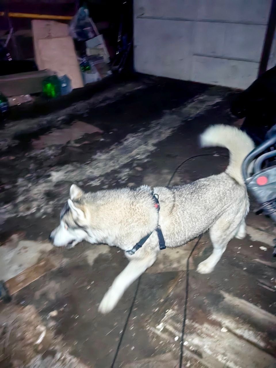 Найдена собака в Лобне — фото объявления