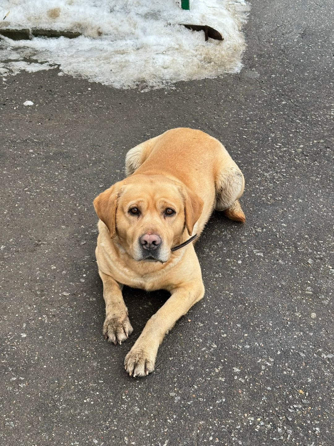 Пропала собака в Лобне — фото объявления