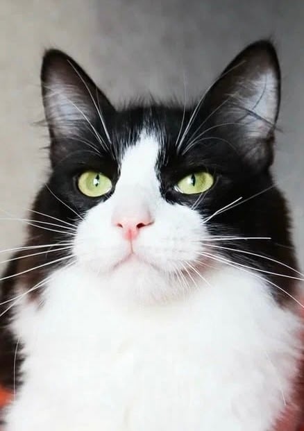 Найдена собака в Лобне — фото объявления