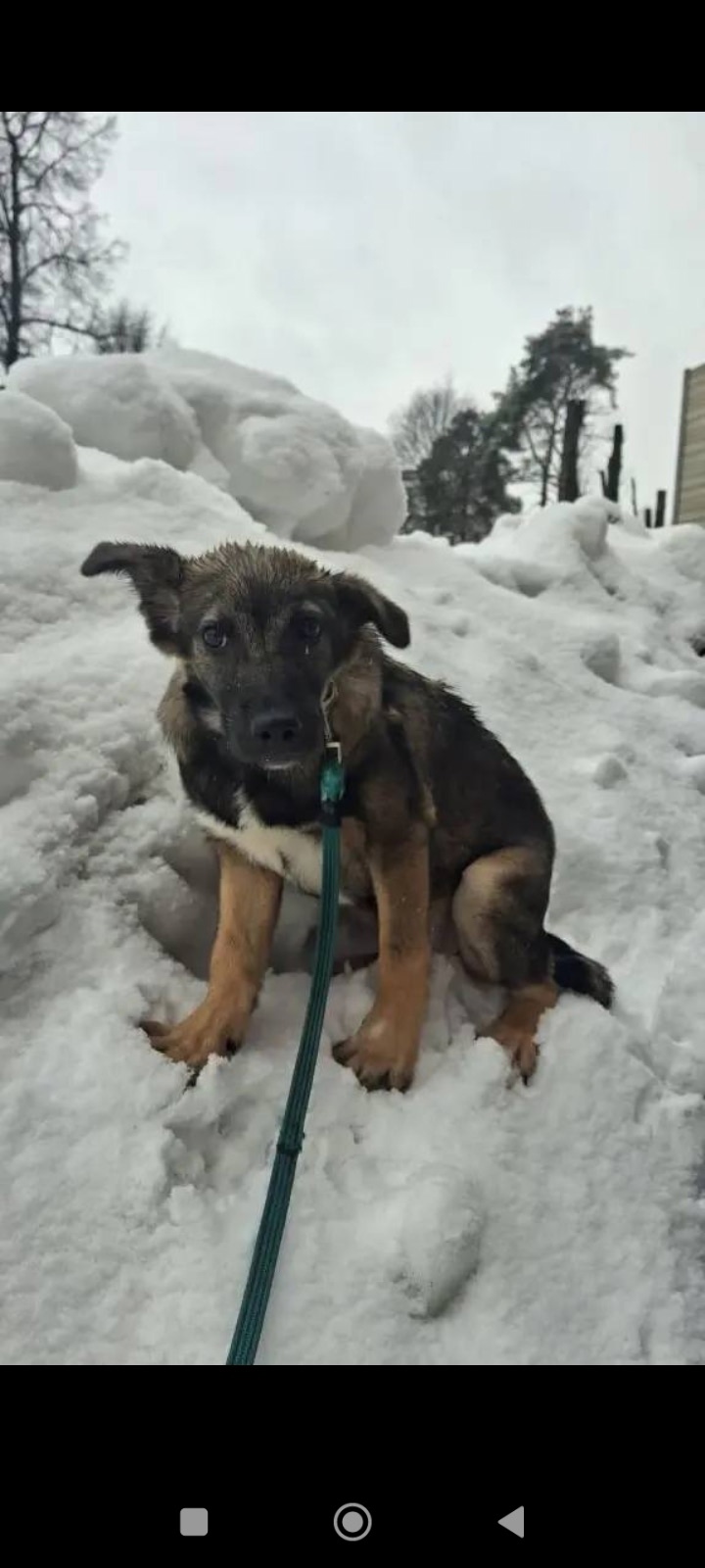 Пропала собака в Лобне — фото объявления