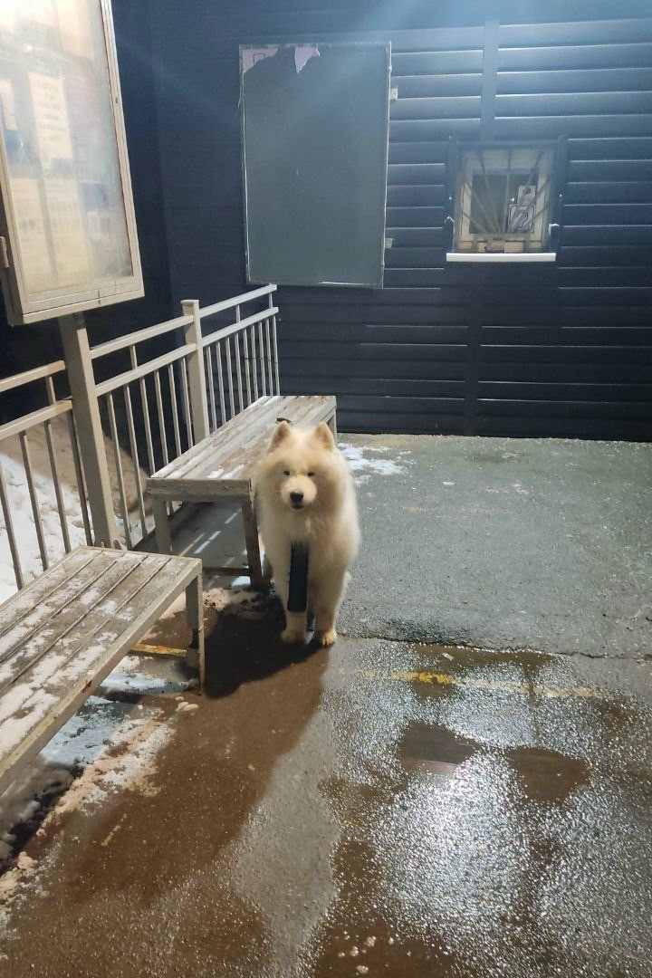 Найдена собака в Лобне — фото объявления