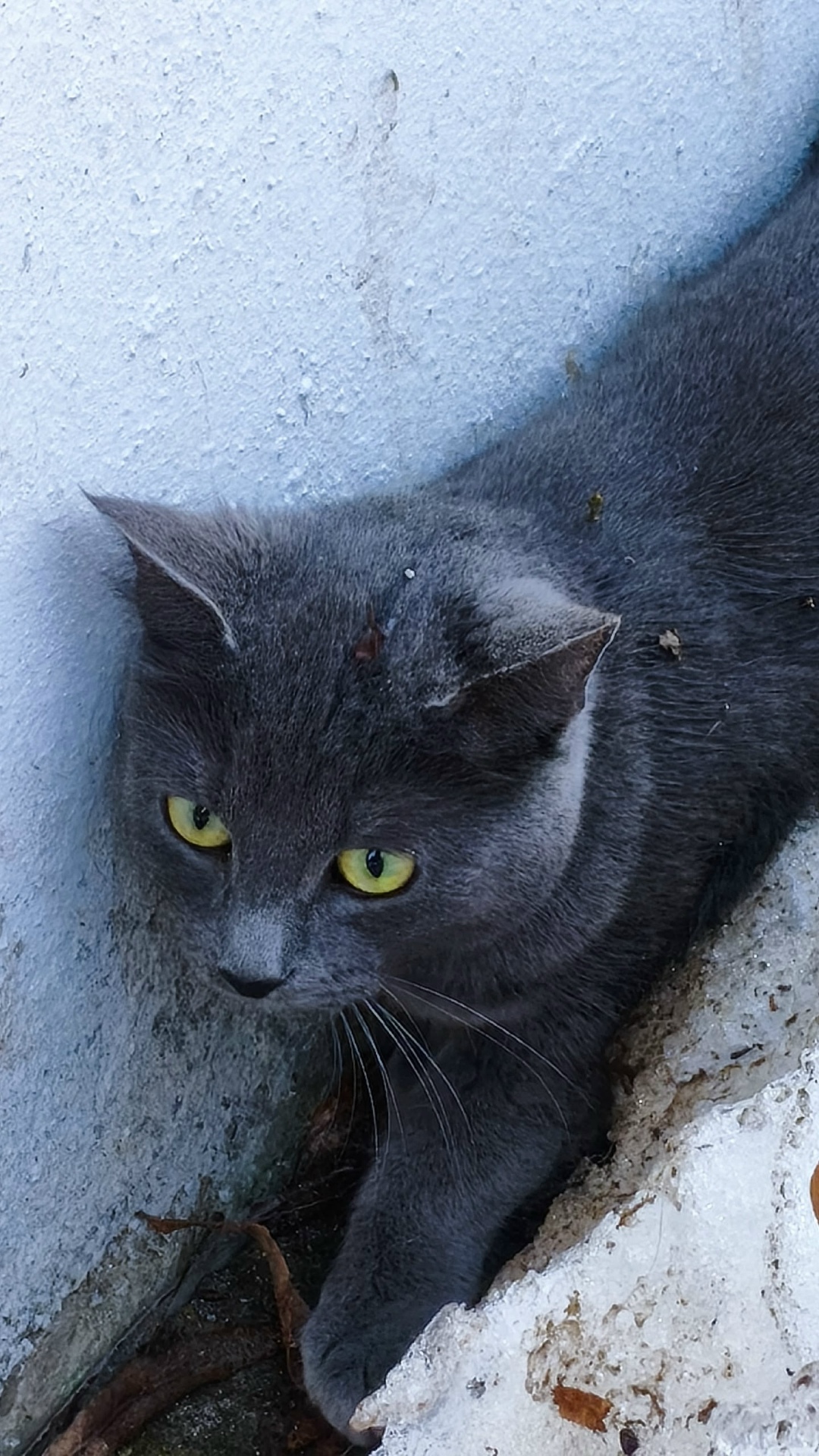 Найдена кошка в Лобне — фото объявления