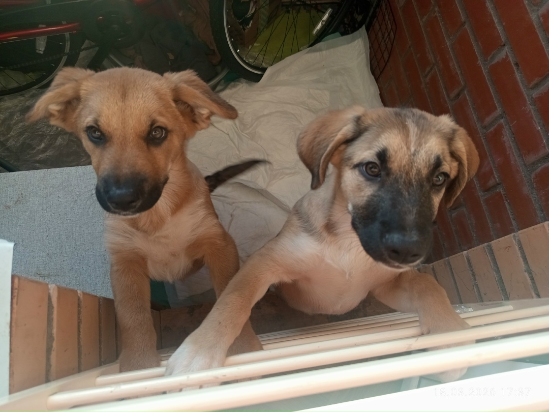 Найдена собака в Лобне — фото объявления