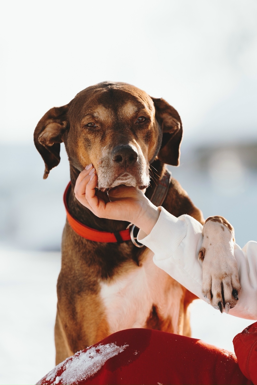Найдена собака в Лобне — фото объявления