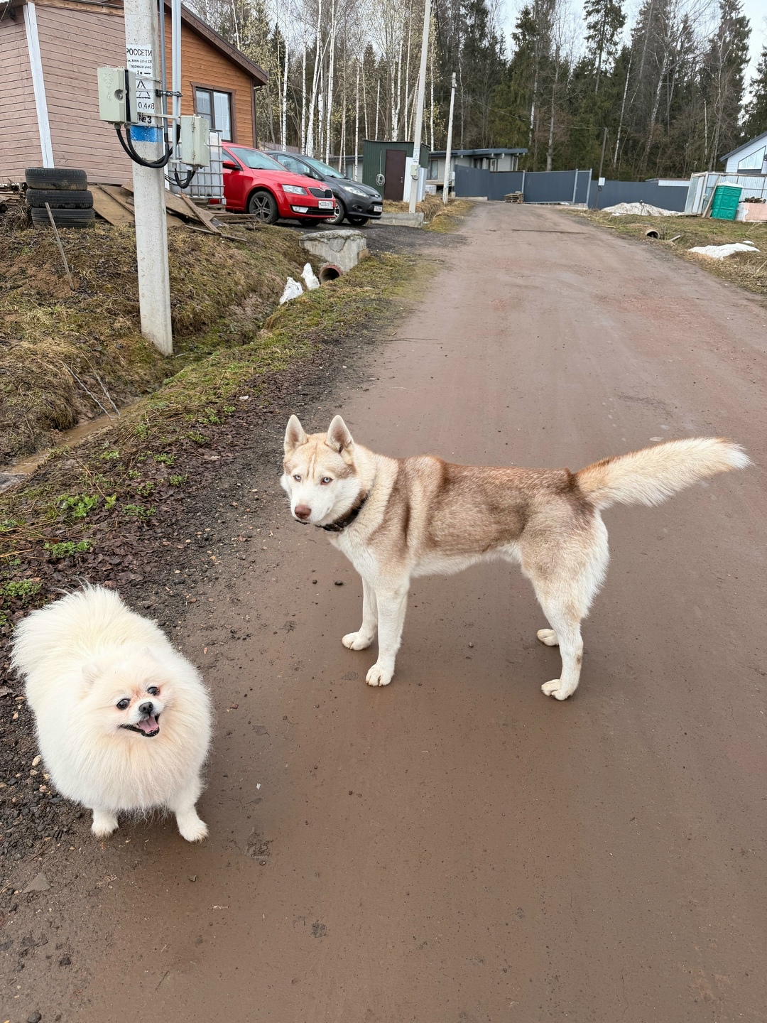 Пропала собака в Лобне — фото объявления