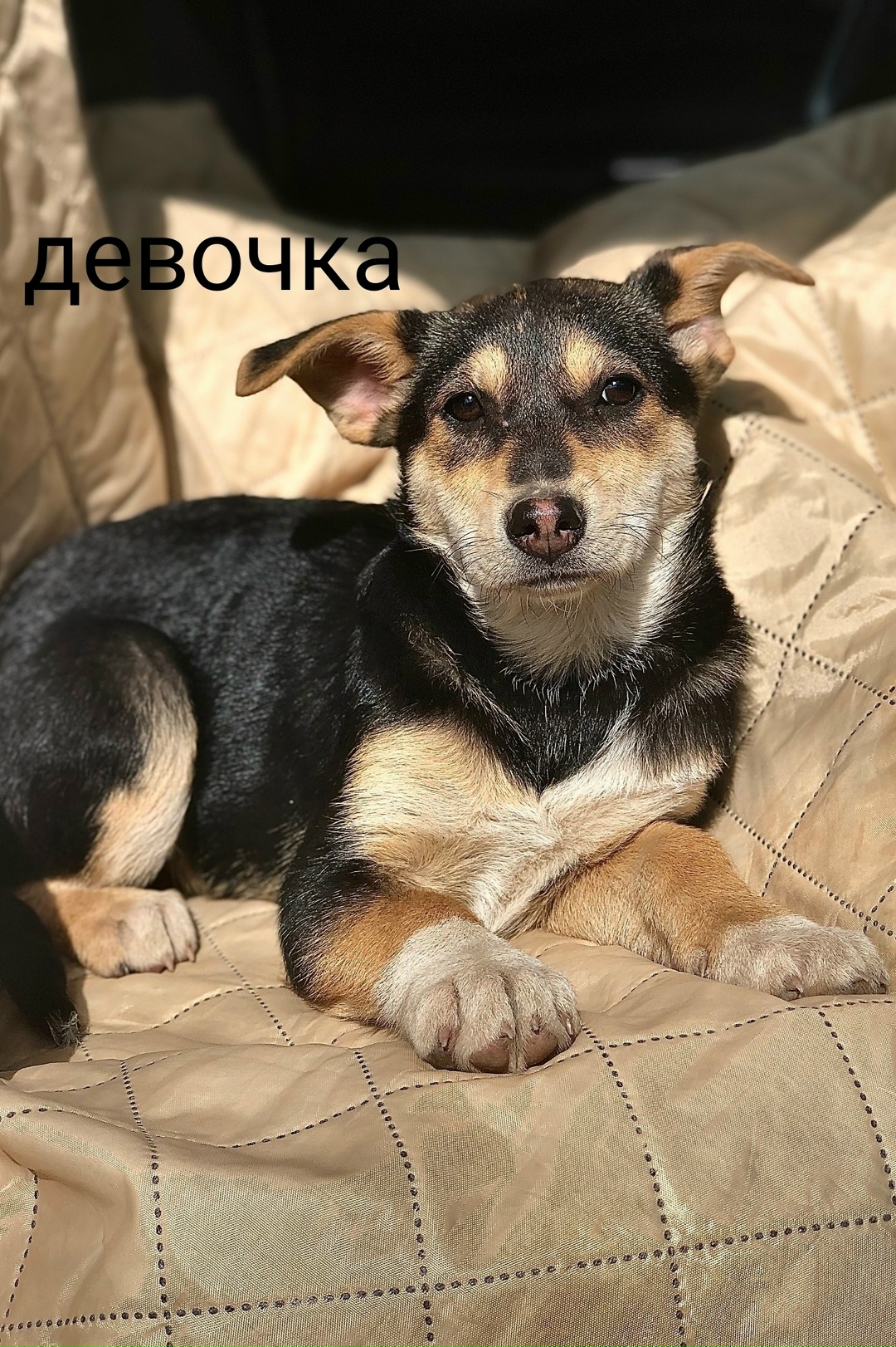 Найдена собака в Лобне — фото объявления