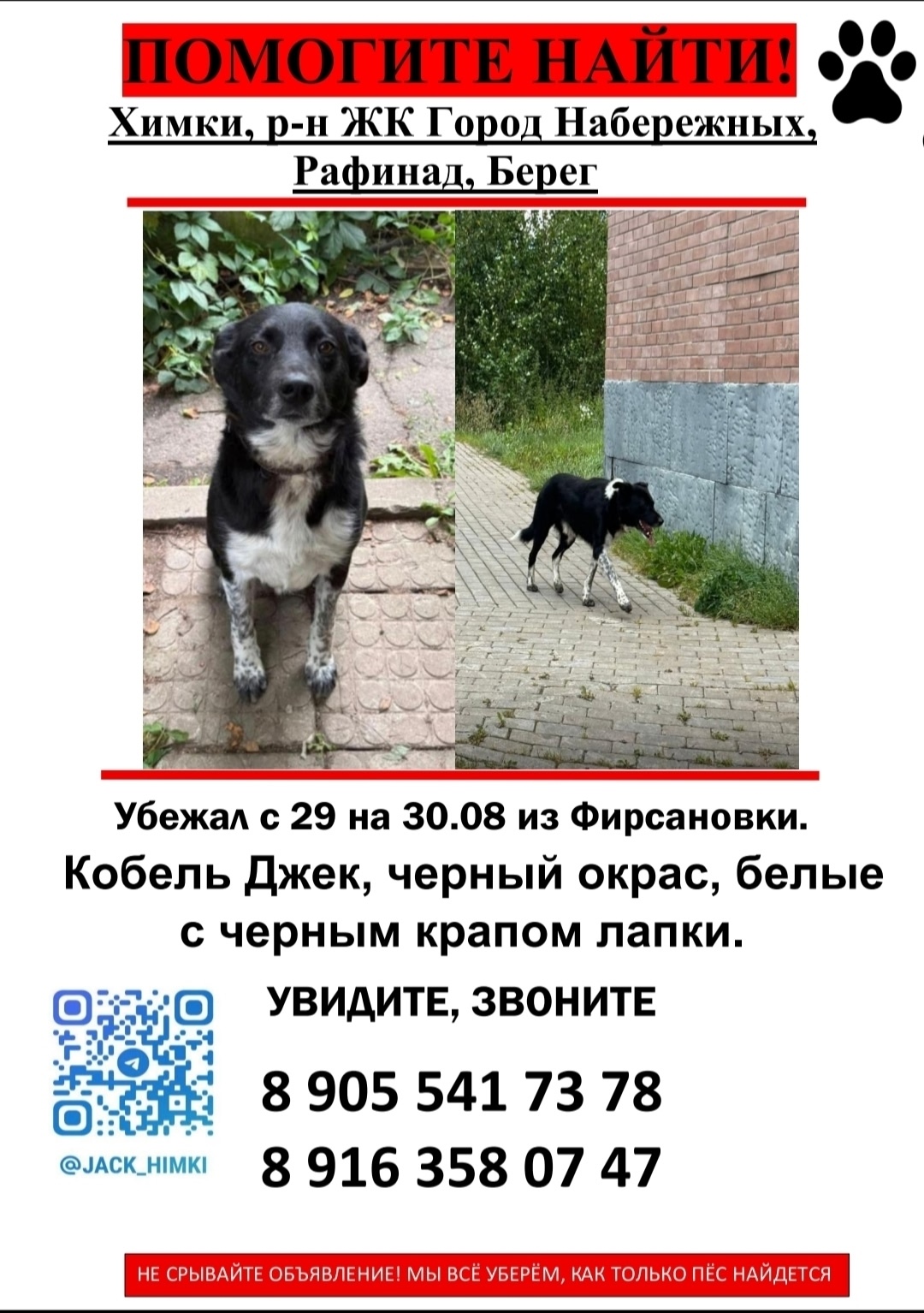 Пропала собака в Лобне — фото объявления