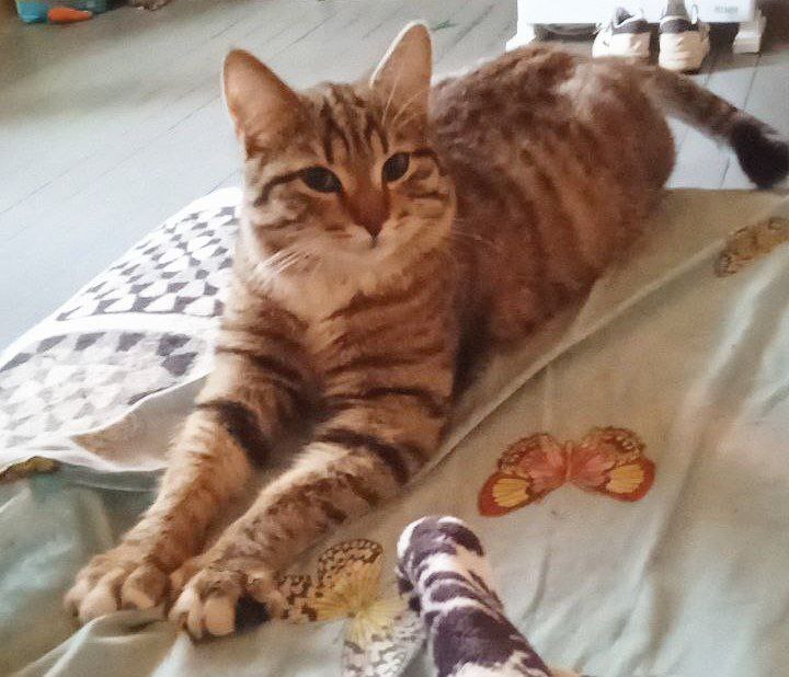 Пропала кошка в Лобне — фото объявления