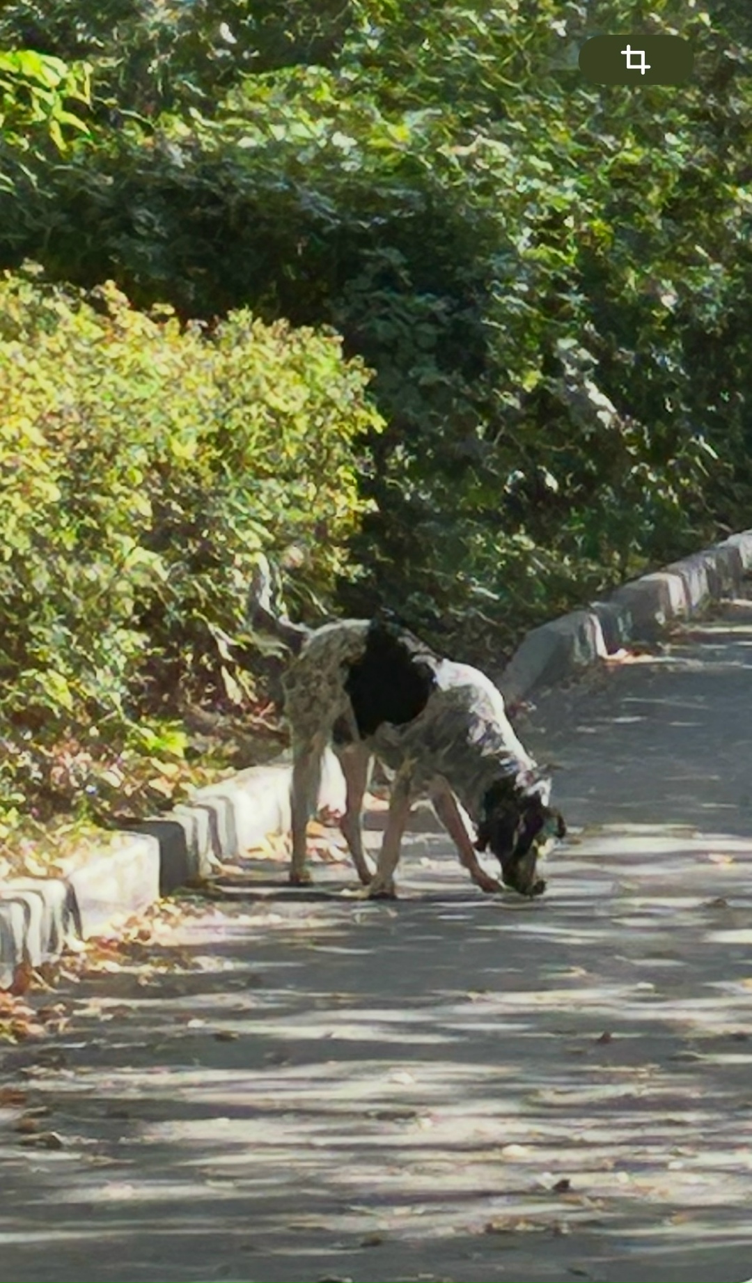 Пропала собака в Лобне — фото объявления